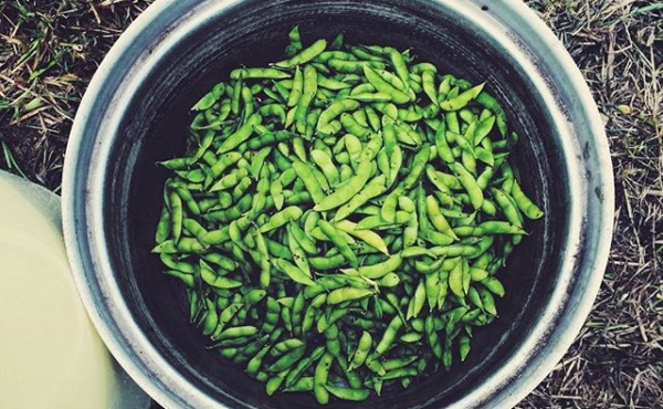 枝豆の塩ゆで