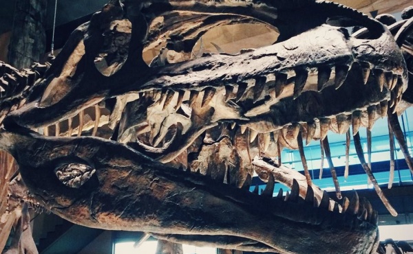 ギガノトサウルス頭骨