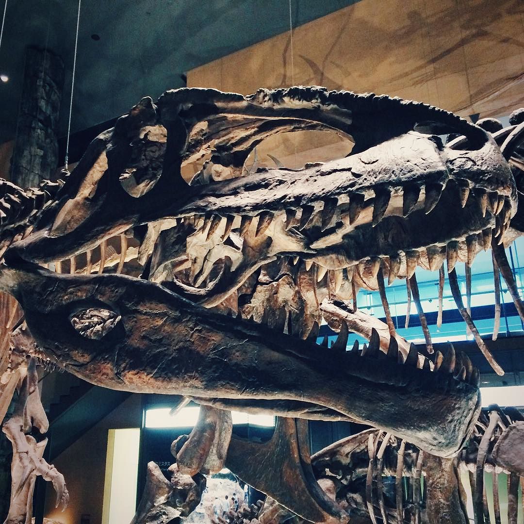 ギガノトサウルス頭骨